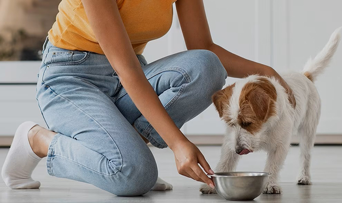 IFF expands in pet food industry with product design services