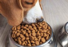 IFF expands pet care portfolio with latest science-backed innovations