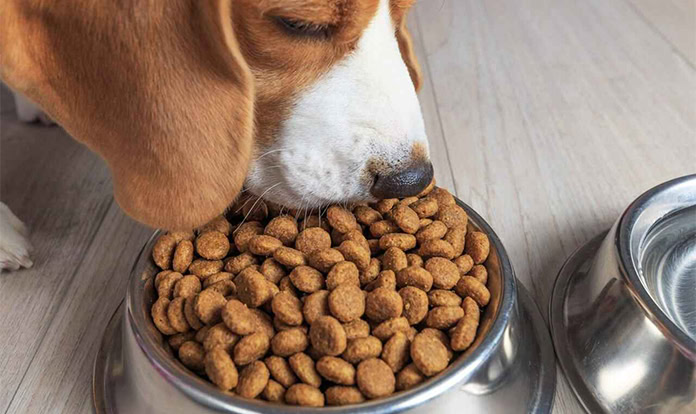 IFF expands pet care portfolio with latest science-backed innovations