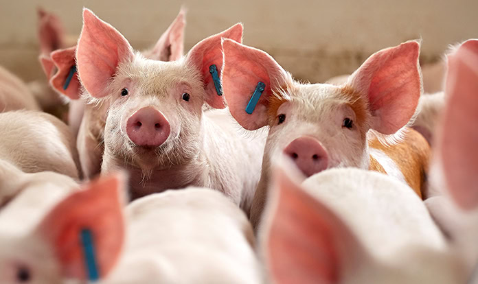 IFF extends probiotic range for pigs