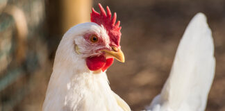 IFF introduces industry-leading phytase enzyme in the EU