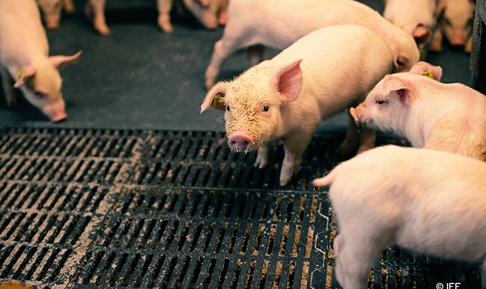 IFF introduces new animal nutrition solution for piglets 