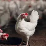 IFF obtains OMRI listing for Enviva® Provalen Plus