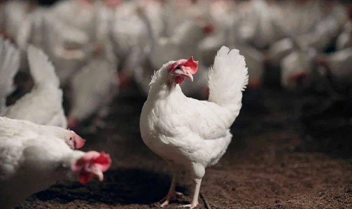 IFF obtains OMRI listing for Enviva® Provalen Plus