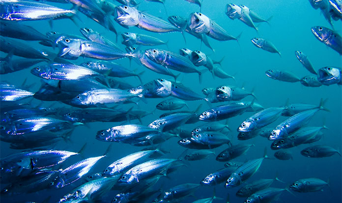 IFFO: 2025 fishmeal and fish oil production off to a good start