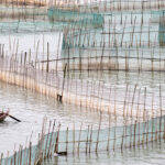 IFFO reports growth in global fishmeal and fish oil production in 2025