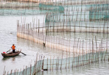 IFFO reports growth in global fishmeal and fish oil production in 2025