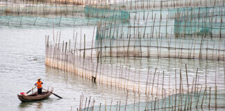 IFFO reports growth in global fishmeal and fish oil production in 2025