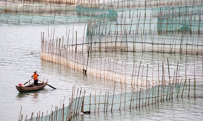 IFFO reports growth in global fishmeal and fish oil production in 2025