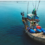 IFFO reports positive momentum in global marine ingredients