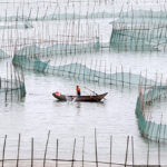 IFFO to hold Marine Ingredients China Workshop on December 12