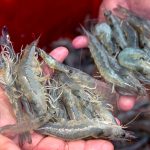 INVE Aquaculture: We feed one out of three farmed shrimp worldwide