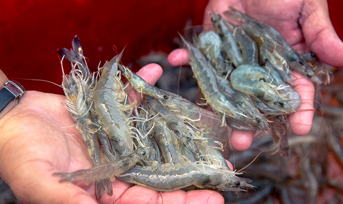 INVE Aquaculture: We feed one out of three farmed shrimp worldwide