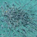 IPIFF: Insect meal is key to supporting sustainable EU aquaculture