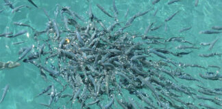 IPIFF: Insect meal is key to supporting sustainable EU aquaculture