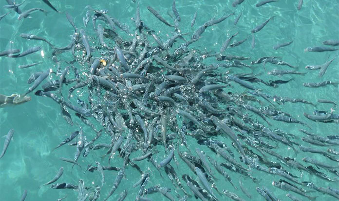 IPIFF: Insect meal is key to supporting sustainable EU aquaculture