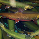 Icy Waters and CAT partner to accelerate genetic improvement in Arctic Charr