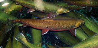 Icy Waters and CAT partner to accelerate genetic improvement in Arctic Charr