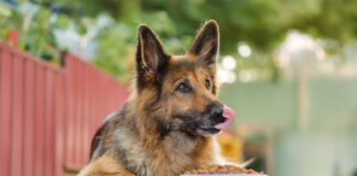 In vitro study highlights Benicaros’ role in canine gut health