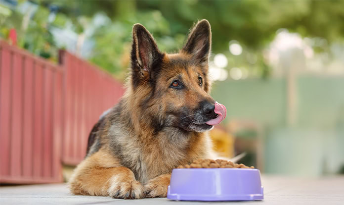In vitro study highlights Benicaros’ role in canine gut health