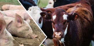 Increxxa™ approved by FDA for U.S. cattle and swine producers and veterinarians