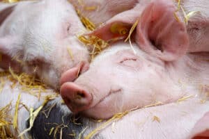 Orego-Stim supports piglet health & performance in the absence of antibiotics - study