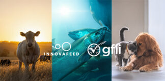 Innovafeed’s environmental data validated by Global Feed LCA Institute