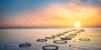 Innovasea partners with Mila to advance AI-powered aquaculture