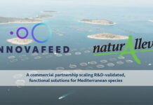 Insect-based aquafeed reaches industrial scale in the Mediterranean