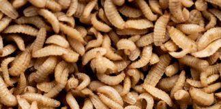 Insect meal, a functional protein source to help fill the protein gap
