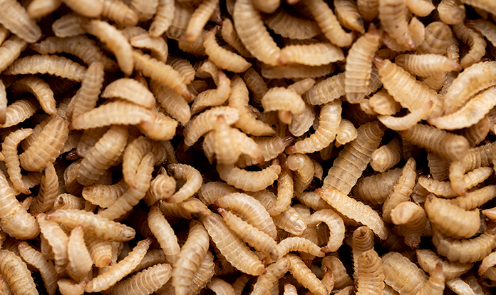 Insect meal, a functional protein source to help fill the protein gap