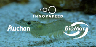 Insect meal commercialisation in aquaculture enters new stage