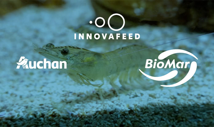 Insect meal commercialisation in aquaculture enters new stage