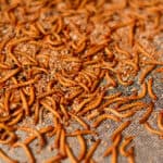 Insect protein market expected to reach $1.48 billion by 2028