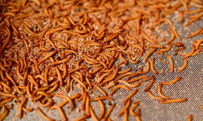 Insect protein market expected to reach $1.48 billion by 2028