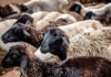 International organizations scale up fight against deadly livestock disease