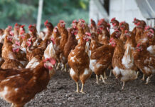 Invisible stressors: When unseen challenges limit performance