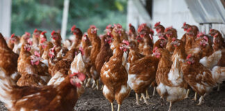 Invisible stressors: When unseen challenges limit performance