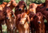 JBS boosts cattle traceability in Brazil with $7M investment