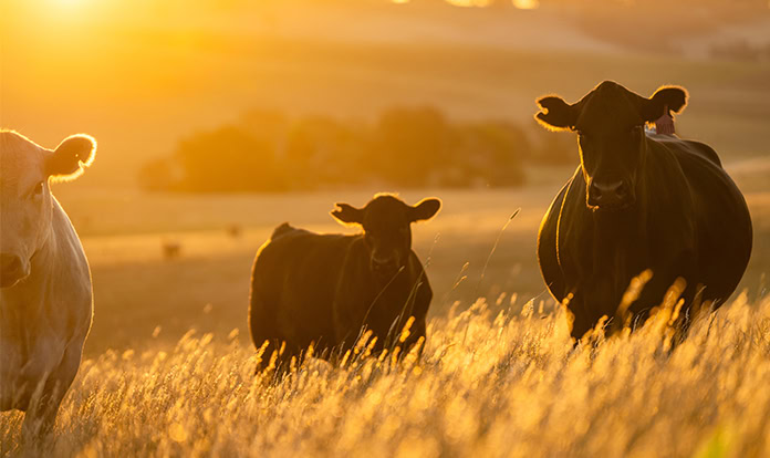 JBS invests $200 million in US beef production