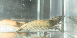 Japanese companies partner to advance land-based aquaculture