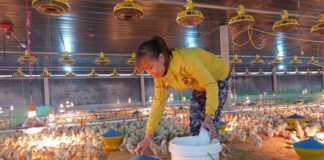 Japfa Vietnam opens state-of-the-art poultry hatchery
