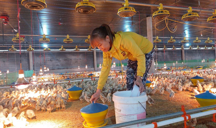 Japfa Vietnam opens state-of-the-art poultry hatchery