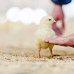 Join Cargill Animal Nutrition and Health at ESPN 2025 and Discover Our Latest Poultry Innovations!