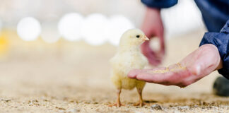 Join Cargill Animal Nutrition and Health at ESPN 2025 and Discover Our Latest Poultry Innovations!