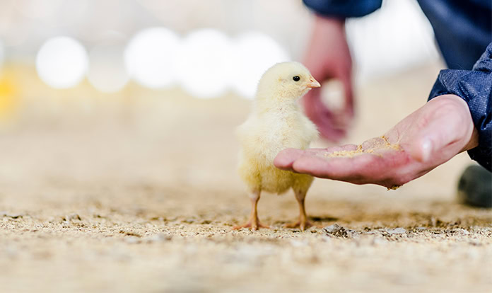 Join Cargill Animal Nutrition and Health at ESPN 2025 and Discover Our Latest Poultry Innovations!