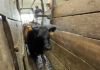 K-State researchers develop product for cattle stress reduction