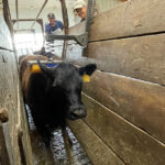 K-State researchers develop product for cattle stress reduction
