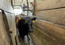 K-State researchers develop product for cattle stress reduction