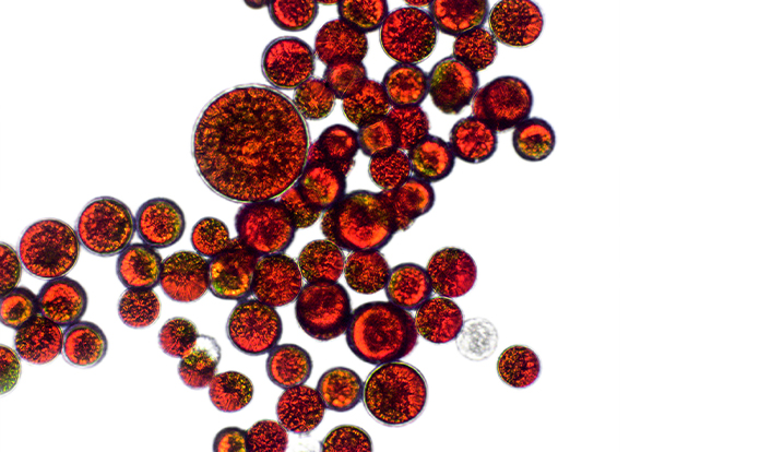 KAS expands its natural algae astaxanthin production